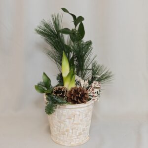 Dekorerad amaryllis i kruka