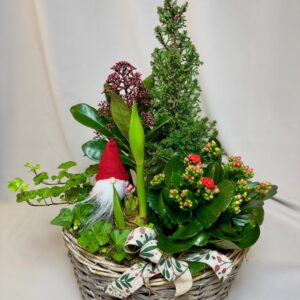 Julkorg med amaryllis